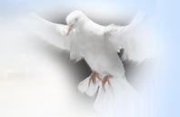 hmf_dove.jpg